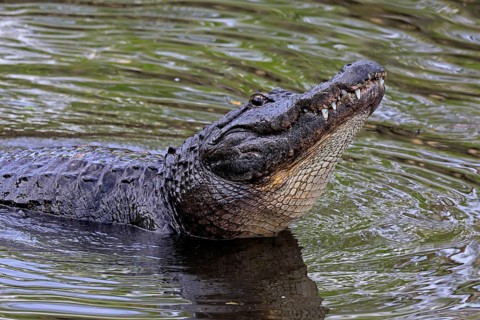 Mississippi Alligator (Alligator mississippiensis), pike alligator, adult, friendly, portrait,