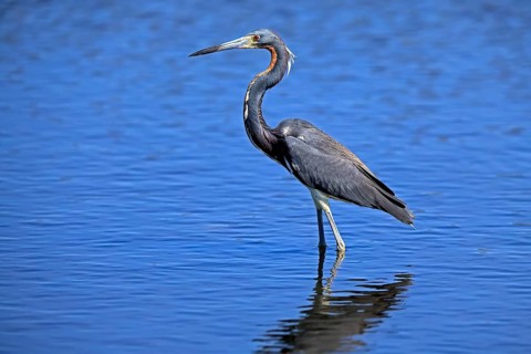 Tricoloured Heron (Egretta tricolor), adult, in the water, foraging, Merritt Island, Black Point