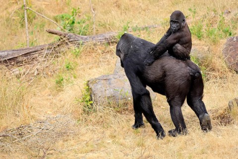 Western gorilla (Gorilla gorilla), adult, female, carrying, juvenile, on back