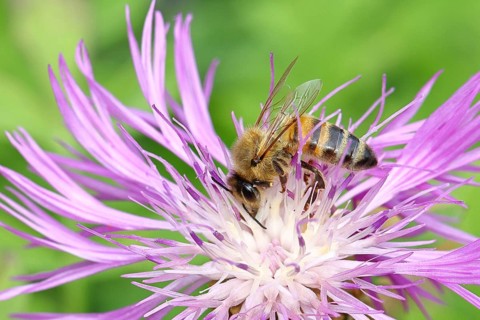 European honey bee (Apis mellifera), collecting nectar from a flower of the meadow knapweed or