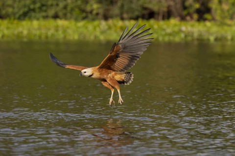 Fish hawk (Busarellus nigricollis), approaching prey, Pantanal, Brazil, South America
