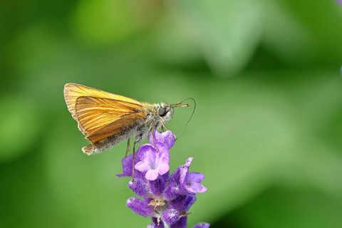 Large skipper (Ochlodes venatus), collecting nectar from a flower of Common lavender (Lavandula