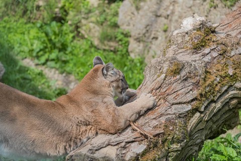 One male cougar, Puma concolor, sharpening its claws on the bark of a dead tree. A rock wall