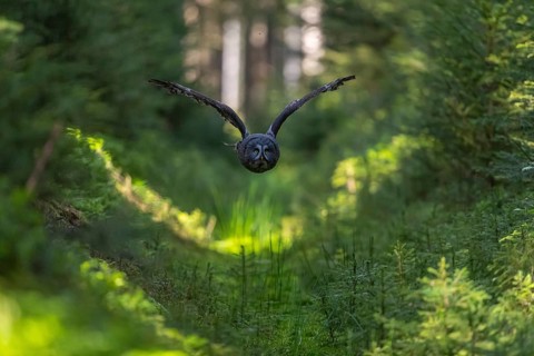 One great grey owl (Strix nebulosa) flying through a forest