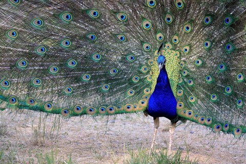 Indian peafowl (Pavo Scalloped ribbonfish), adult, male, beats wheel, courtship display, Germany,