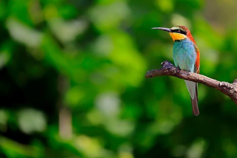 European bee-eater (Merops apiaster), adult, perch, alert, Rhineland-Palatinate, Germany, Europe