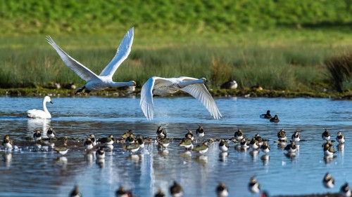 Tundra Swan, Bewick's Swan, Cygnus columbianus in flight at winter in Slimbridge, England, United
