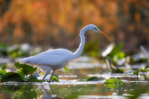Great White Egret (Ardea alba) Winter visitor, migratory bird, resting bird, foraging, sunrise,