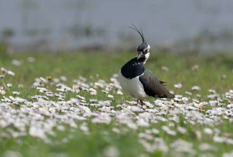 Lapwing (Vanellus vanellus) in a flower meadow, Lower Rhine, North Rhine-Westphalia, Germany,