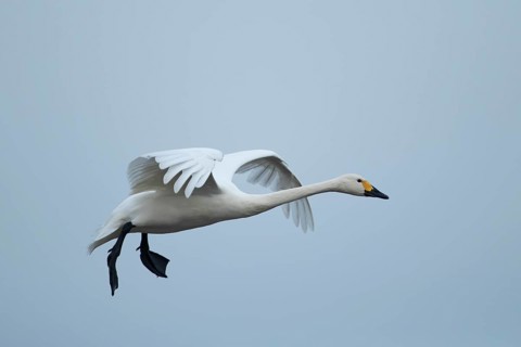 Bewick's swan (Cygnus columbianus) adult bird flying on approach to land, England, United Kingdom,