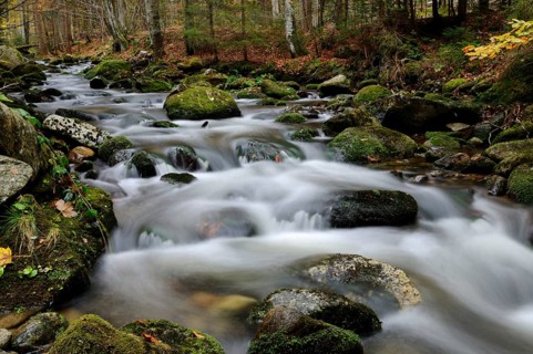 The water moves gently over mossy stones in a wooded autumn area, Kleine Ohe, Bavarian Forest