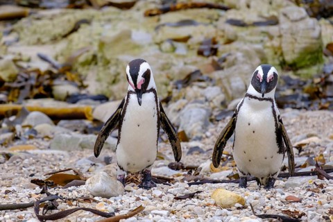 African penguin, penguin, Stony Point Penguin Colony, Bettys Bay, Garden Route, Western Cape, South