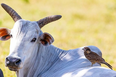 Nelore Cattle Pantanal Brazil