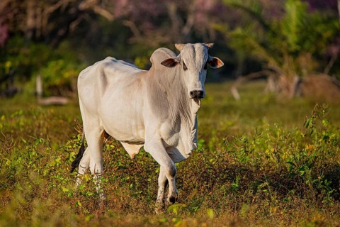Brahminy cattle (Bos primigenius indicus) Pantanal Brazil