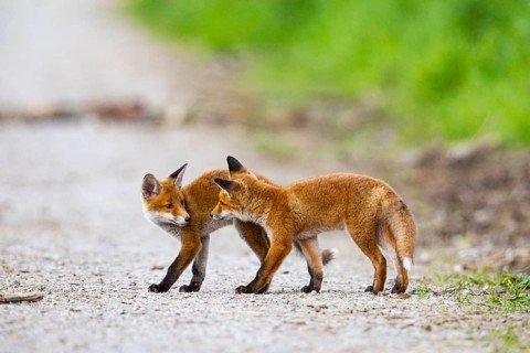 Fox (Vulpes vulpes) puppy Germany