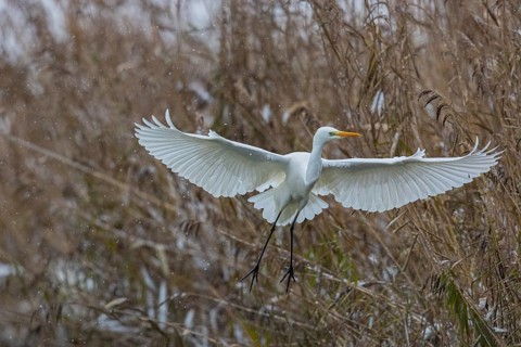 Great White Egret (Egretta alba) Germany