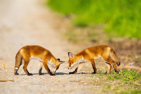 Fox (Vulpes vulpes) puppies Germany