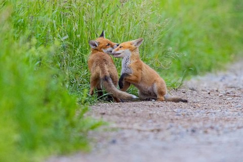 Fox (Vulpes vulpes) puppy Germany