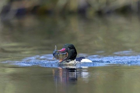 Common merganser, goosander (Mergus merganser merganser) male swallowing caught fish prey while