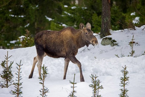 Moose, elk (Alces alces) cow, female foraging in the snow in coniferous forest with spruce trees in