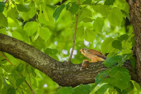 A common kestrel (Falco tinnunculus) with his prey a European hamster (Cricetus cricetus) sits on a
