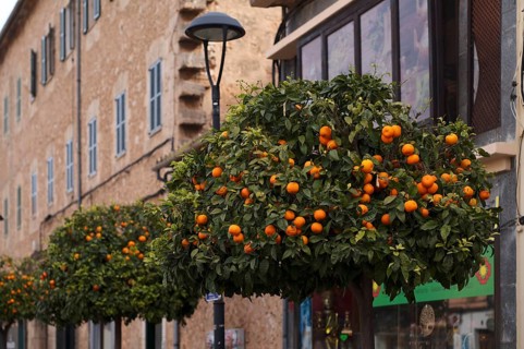 Orange trees line the main street, Santa Maria del Camí, Calvià, Majorca, Balearic Islands,