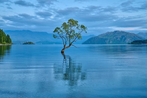 A lone tree stands in a calm blue lake in front of mountains, summer, Lake Wanaka, Wanaka, Otago,