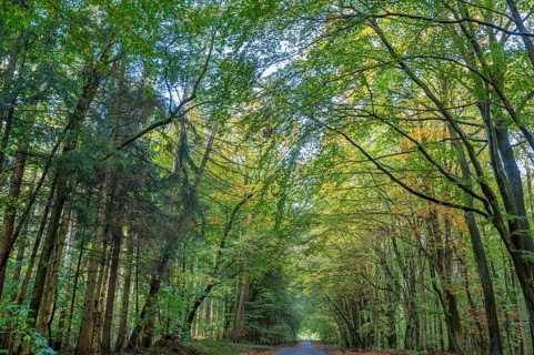 Autumnal beech forest (Fagus) on a village street Rehna, Mecklenburg-Vorpommern, Germany, Europe