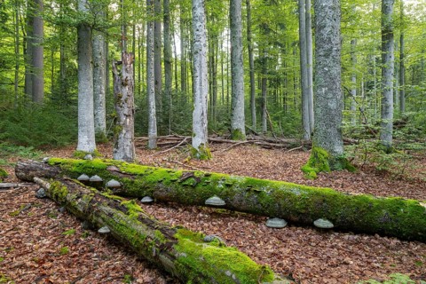 Mixed mountain forest with copper beech (Fagus sylvatica) and spruce (Picea abies), lying deadwood