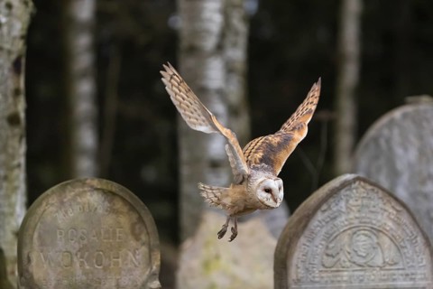 One barn owl (Tyto alba) flying on a historic graveyard in a forest between the gravestones. Green