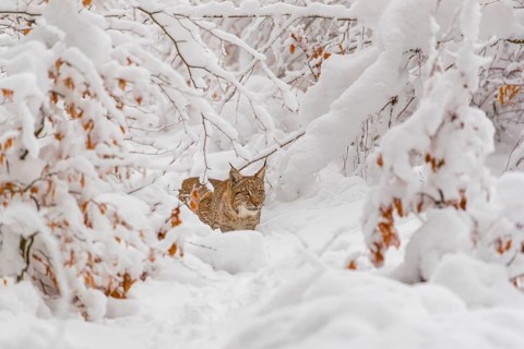 One young male Eurasian lynx, (Lynx lynx), walking through deep snow covered undergrowth in a