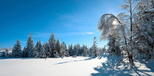Untouched winter landscape with snow-covered forest under a blue sky, sun shining through
