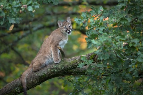 One young cougar, Puma concolor, sitting on a big branch high up in an oak tree
