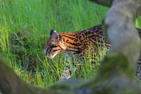 One Ocelot, Leopardus pardalis, walking on green grass with green vegetation in the background