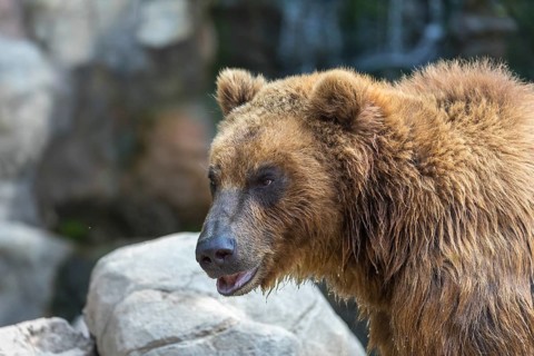 One Kamchatka brown bear (Ursus arctos piscator), sideview portrait