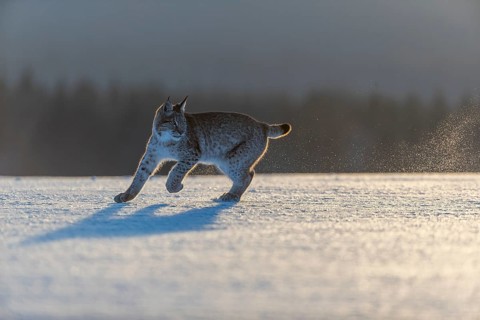 One young male Eurasian lynx, (Lynx lynx), running over a snow covered meadow in backlight