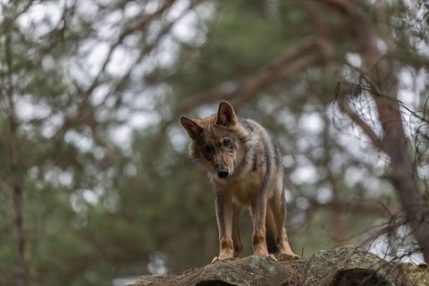 One young male eurasian gray wolf (Canis lupus lupus) running thru a forest with rocks and heather.