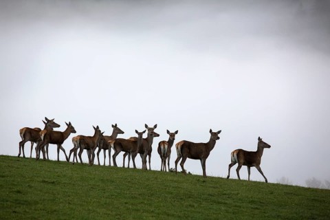 A herd of female red deer standing on a meadow with a wall of fog behind them