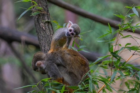 One female Central American squirrel monkey, Saimiri oerstedii, carrying her baby. Green vegetation