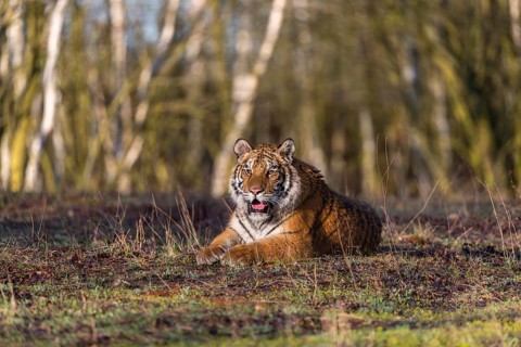 One young female Siberian Tiger, Panthera tigris altaica, resting on the forest floor. Early
