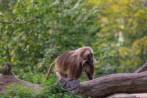 One adult male Gelada (Theropithecus gelada), or bleeding-heart monkey walking through riverine