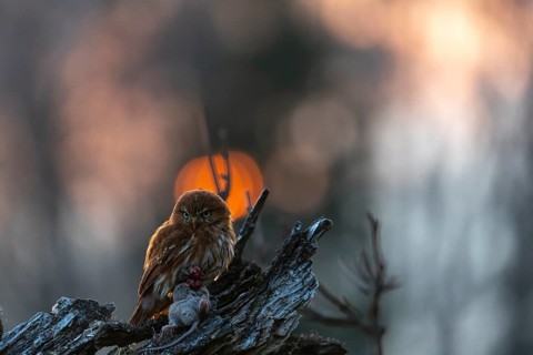 One East Brazilian pygmy owl (Glaucidium minutissimum), also known as least pygmy-owl or Sick's