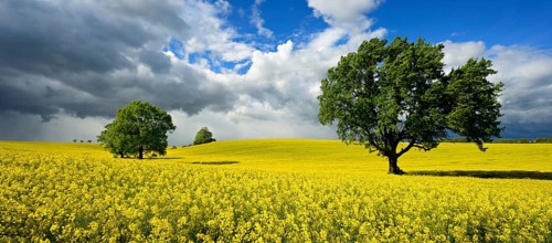 Solitary oaks in a flowering rape field, approaching thunderstorm, Saxony-Anhalt, Germany, Europe