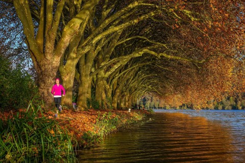 Essen, North Rhine-Westphalia, Germany - Young woman jogging on the lakeshore under trees with