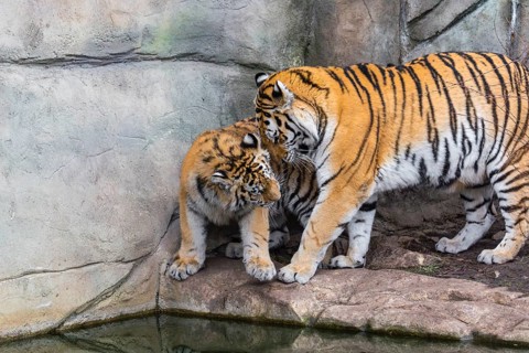 Siberian Tiger Mother with one cub, Panthera tigris altaica, playing with each other. Rock wall