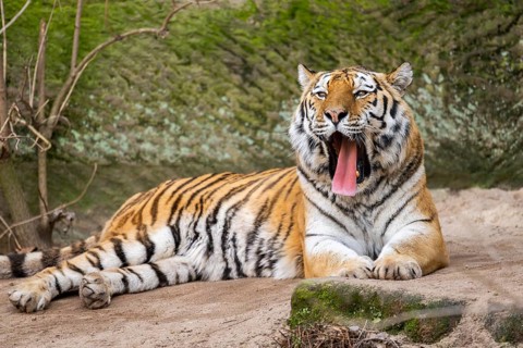 Siberian tiger (Panthera tigris tigris) lying in a forest, captive, incidence in Russia and