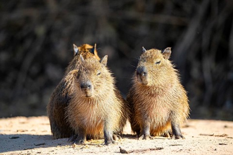 Capybara (Hydrochaeris hydrochaeris) Pantanal Brazil