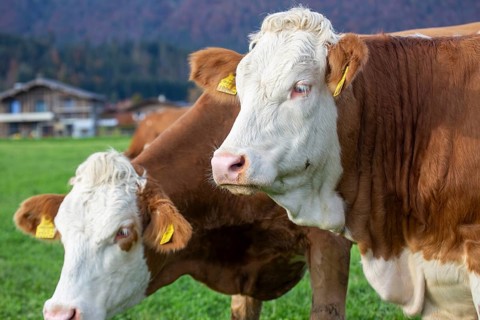 Cows (Simmental Fleckvieh) on the pasture in Tyrol