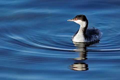 Slavonian grebe (Podiceps auritus), adult, in a white plumage, winter plumage, swimming in Lake