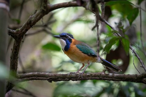 Pitta like ground roller in the rainforests of Mantadia National Park in eastern Madagascar